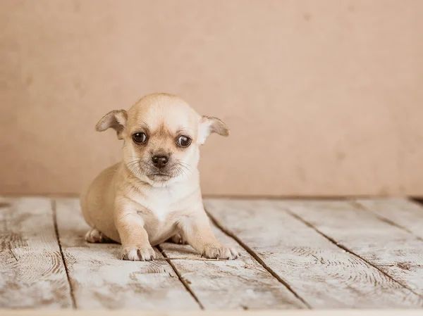 Cuccioli di chihuahua su uno sfondo di legno — Foto Stock