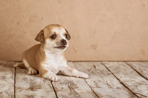 Cuccioli di chihuahua su uno sfondo di legno — Foto Stock