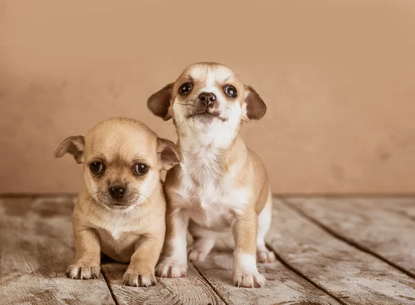 Chihuahua-valper med trebakgrunn – stockfoto