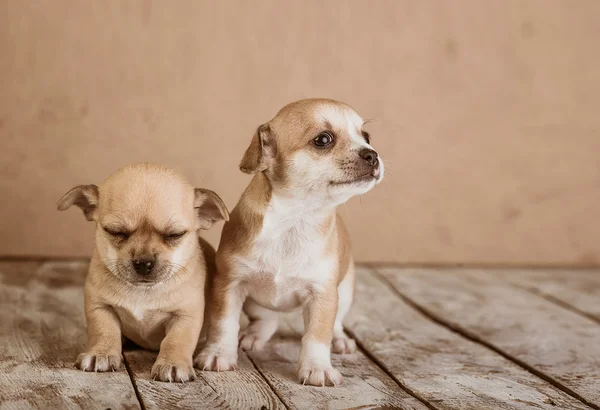 Chihuahua puppies on a wooden background — Stock Photo, Image