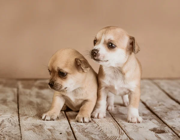 Chihuahua puppies on a wooden background — Stock Photo, Image