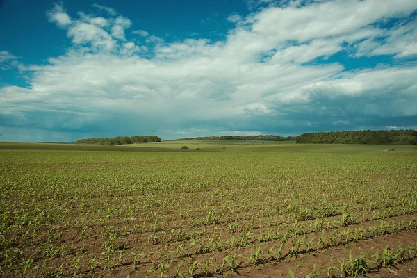 Кукурузное поле и голубое небо. — стоковое фото