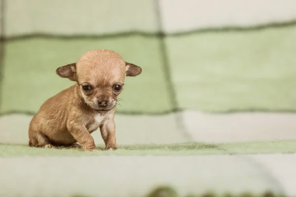 Chihuahua dog — Stock Photo, Image