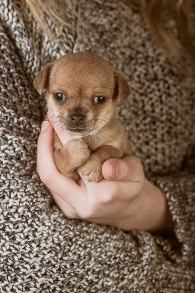 Small dog in the hands of a girl — Zdjęcie stockowe