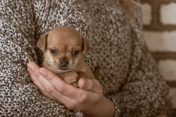 Piccolo cane nelle mani di una ragazza — Foto Stock