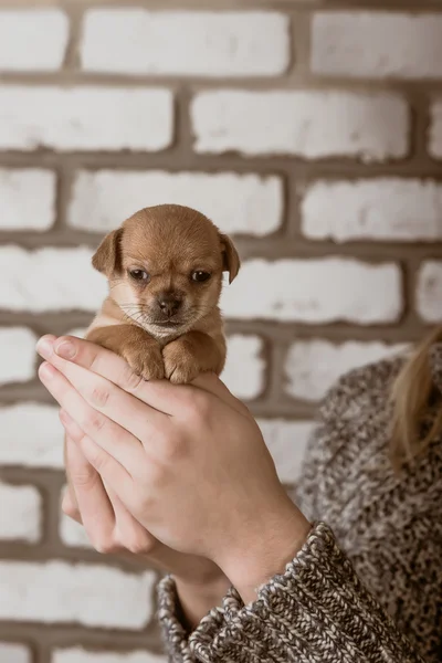 Small dog in the hands of a girl — Stock Photo, Image