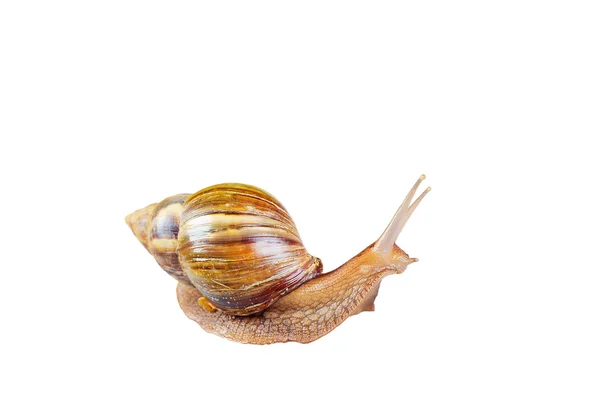 Big snail on the white background — Stock Photo, Image