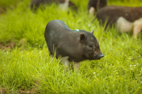 Вьетнамская свинья на зеленой траве — стоковое фото
