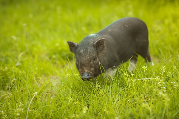 Pequeño cerdo vietnamita en la hierba verde — Foto de Stock