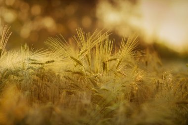 Gün batımında buğday tarlası