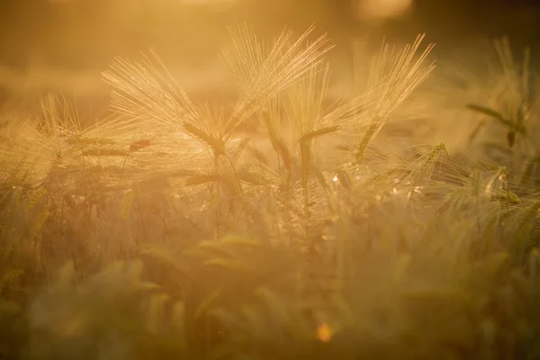 Champ de blé au coucher du soleil — Photo