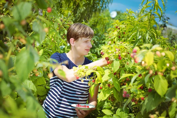 Raspberry on branch — Stock Photo, Image