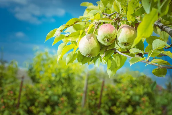 Pear on a branch — Stock Photo, Image