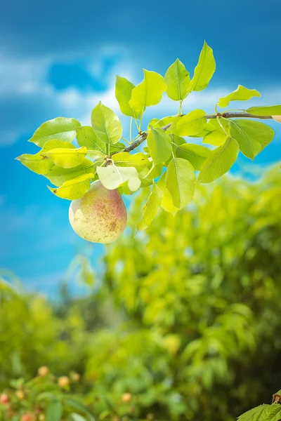 Pear on a branch — Stock Photo, Image