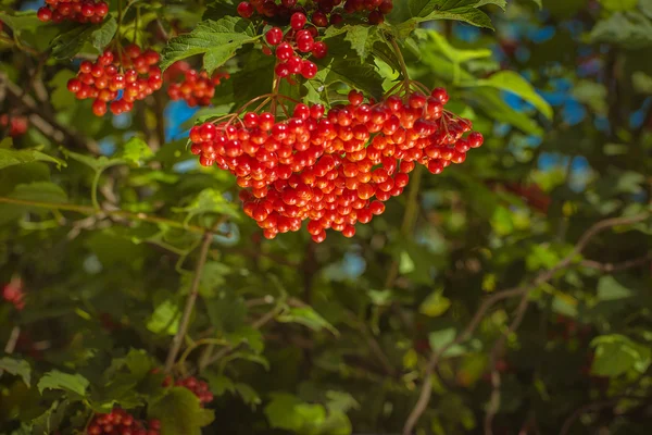 Rotes Viburnum auf Ast — Stockfoto