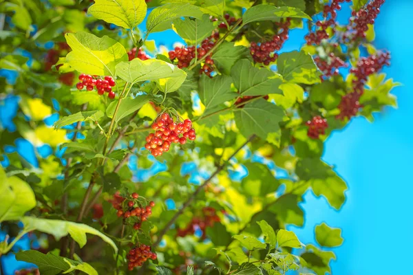 枝に赤いガマズミ属の木 — ストック写真