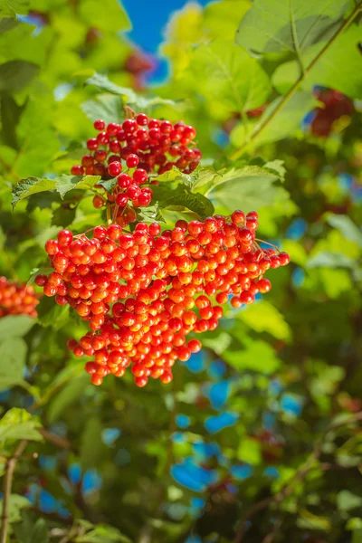 Viburno rojo en la rama — Foto de Stock