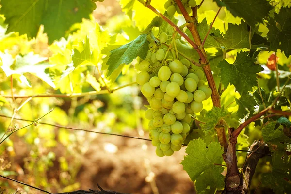 Raisins blancs sur une branche — Photo