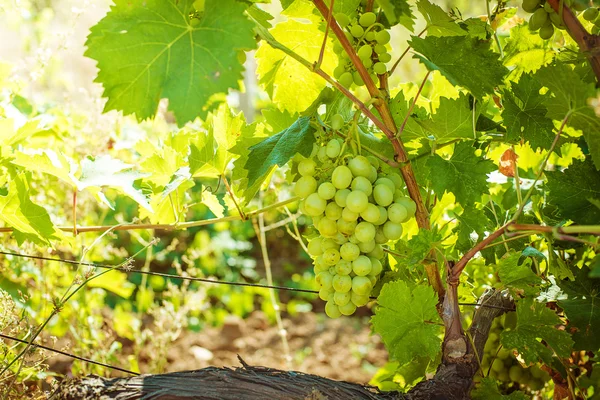 Weiße Trauben an einem Zweig — Stockfoto