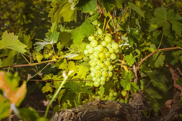 White grapes on a branch — Stock Photo, Image