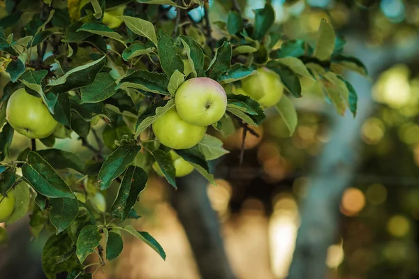 Apples on a branch in a garden — Stock Photo, Image