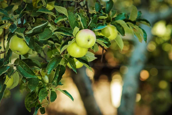 Apples on a branch in a garden — Stock Photo, Image