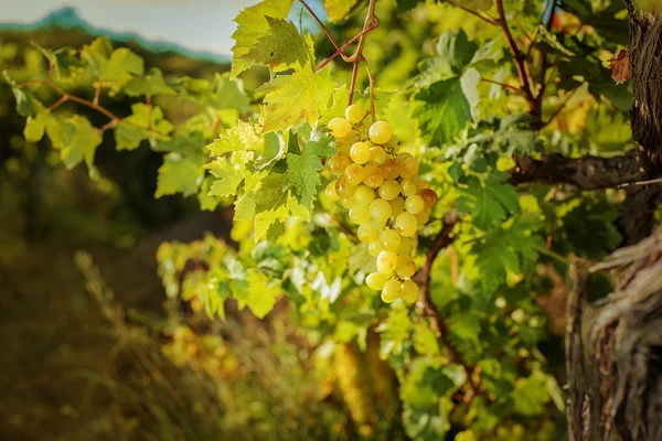 Uvas brancas ao ar livre — Fotografia de Stock