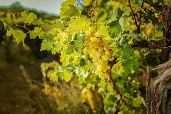 Weiße Trauben im Freien — Stockfoto