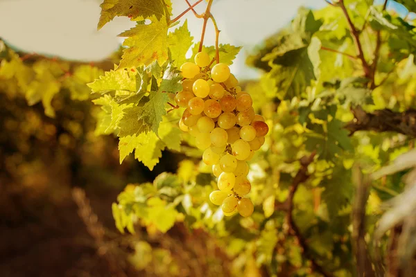 Uvas blancas al aire libre — Foto de Stock