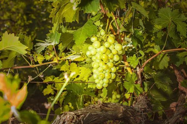 Белый виноград на улице — стоковое фото