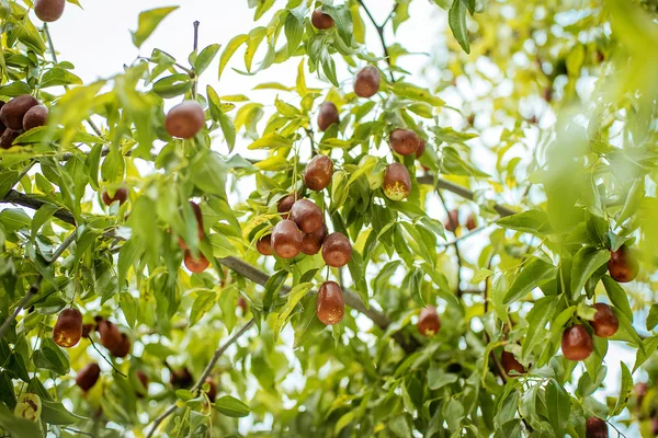 Fruktträd i Medelhavsländerna, jujube Royaltyfria Stockfoton