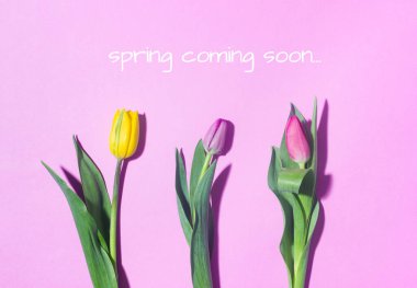 Yellow, pink, purple tulips on a lilac background with shadows. Text spring coming soon.