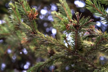 Ormanda taze yeşil köknar dalları