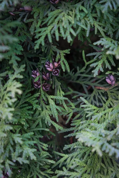 Yeşil thuja şubeleri.