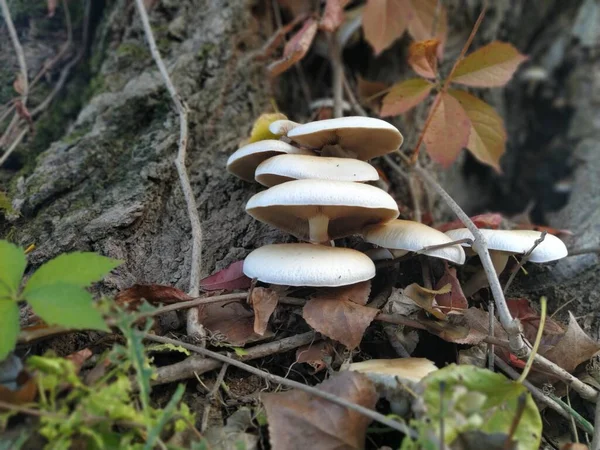 Cogumelos Árvore Crescimentos Negros Casca Cogumelos Venenosos São Parasitas Fezes — Fotografia de Stock
