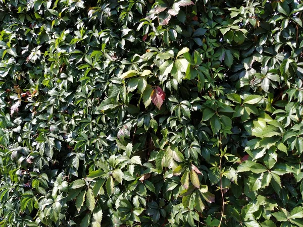 Liane Boscaglie Come Giardinaggio Verticale Pareti Belle Piante Strisciando Natura — Foto Stock