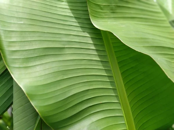 Zöld Banánlevél Természetben Banánlevél — Stock Fotó