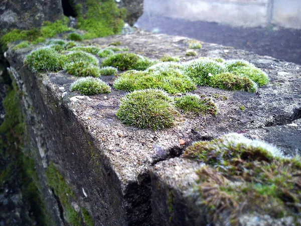 Oude stenen muur met mos en korstmos — Stockfoto