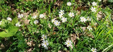 Orman denizyıldızı. Ormandaki narin beyaz çiçekler. Antidiyabetik ilaç, doğal tatlandırıcı. Güzel şifalı bitkiler. Kapat.