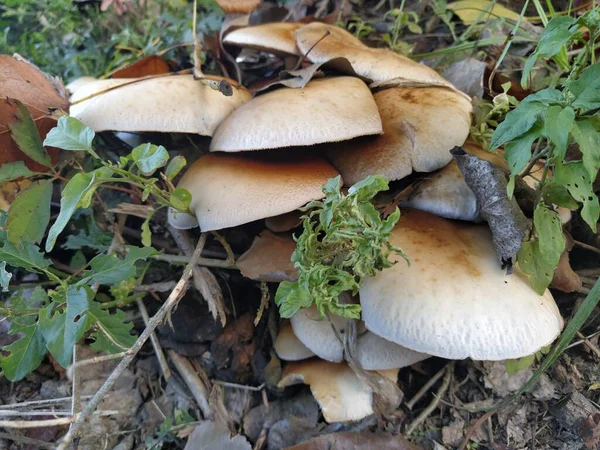 Champignons Sur Arbre Des Croissances Noires Sur Écorce Les Champignons — Photo