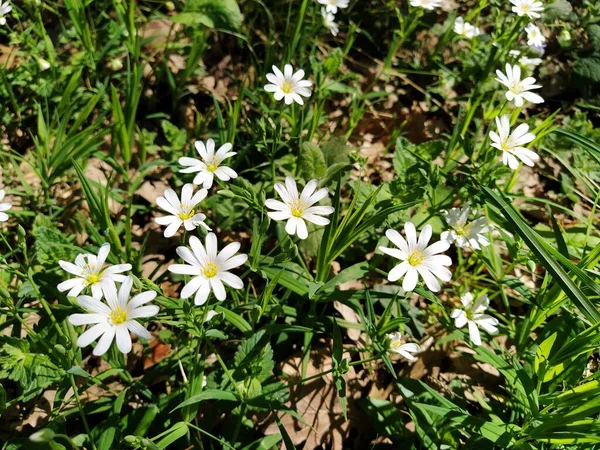 Étoile Mer Forestière Fleurs Blanches Délicates Dans Forêt Agent Antitidiabétique — Photo