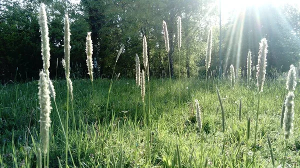 太陽光線で緑の草の背景 麦畑だ 冬の作物が発芽した — ストック写真