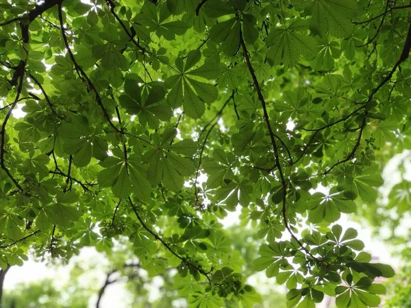 Hojas Nuevas Castaño Indias Castaños Ramas Hojas Bosque Fotografiados Desde —  Fotos de Stock