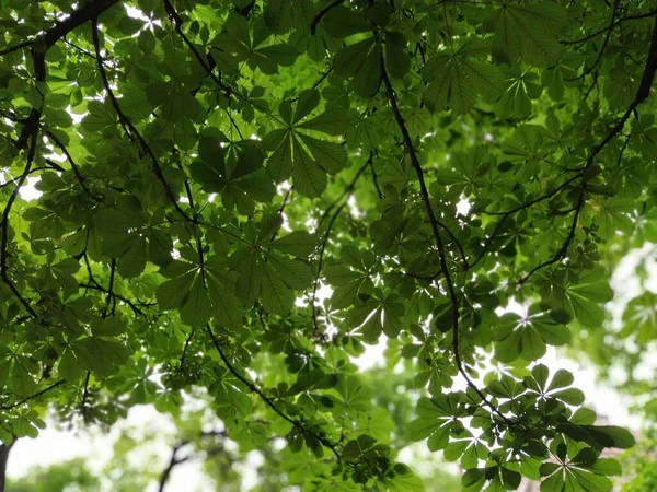 Hojas Nuevas Castaño Indias Castaños Ramas Hojas Bosque Fotografiados Desde —  Fotos de Stock