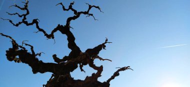 Mavi arka planda yaprakları olmayan bir ağacın silueti, güneş ışınları ve uçan bir uçak. Açık bir gökyüzü, beyaz bir şerit şeklinde jet yakıtı izi gösteriyor. Sağ altta beyaz güneş.