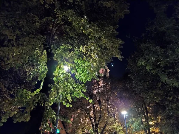 夜の秋の季節に公園内のランタン 10月に葉が落ちる 黄色の葉はアスファルトや地面に落ちた カトリック教会の建物の近くの夜の時間 — ストック写真