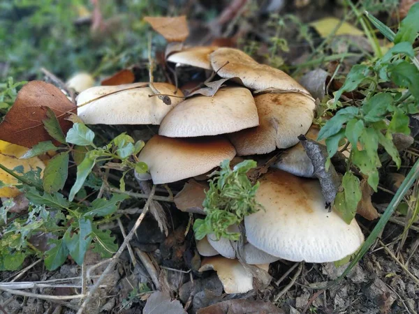 나무에 버섯이 나무껍질에서 종양이 자라고 버섯은 기생충입니다 숲에서는 토아도 먹는다 — 스톡 사진