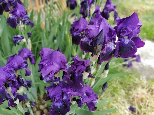 紫色の虹彩 庭の濃い青紫色の虹彩の美しい繊細な花 優雅な花びら 焦点を合わせて ぼやけたイメージ — ストック写真