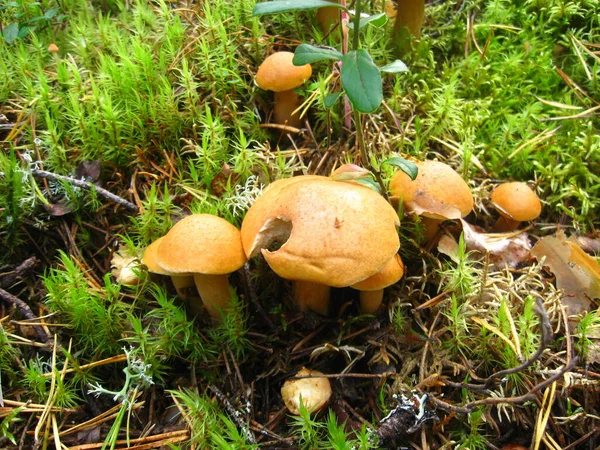 Cogumelos Floresta Vermelha Laranja Semelhantes Chanterelles Cogumelos Mel Cogumelo Comido — Fotografia de Stock