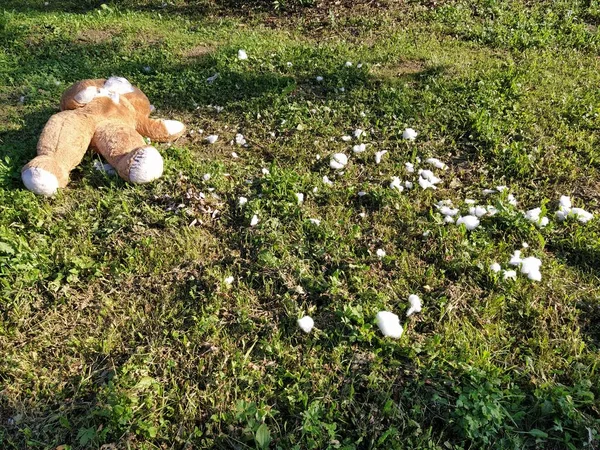 Unnecessary Forgotten Toy Grass Torn Teddy Bear Lies Ground Violence Royalty Free Stock Images